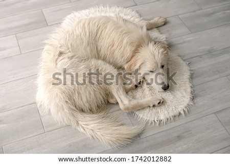 sad white big dog lying on the Mat after washing