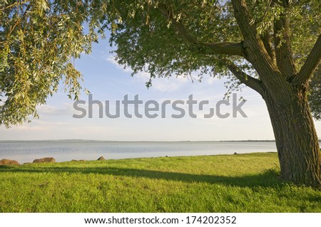 Sunny landscape with large tree at lakeside Royalty-Free Stock Photo #174202352
