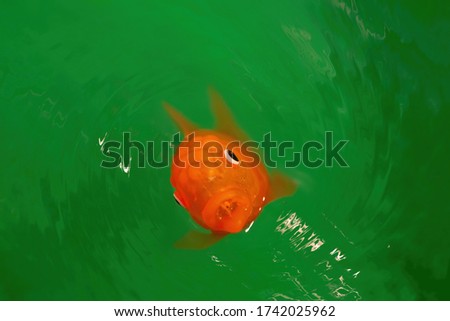 Goldfish toy emerging from green water with circular ripples