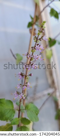 Holy basil (Ocimum tenuiflorum) flowers 