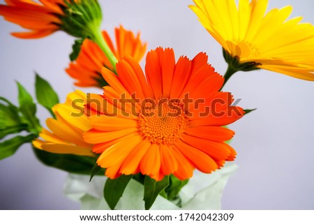close-up of five orange and yellow marigold buds on a light gray background . spring flowers in a bouquet at home