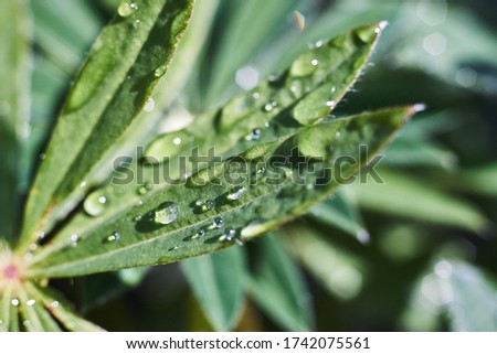 The leaves of a lupine with drops of water