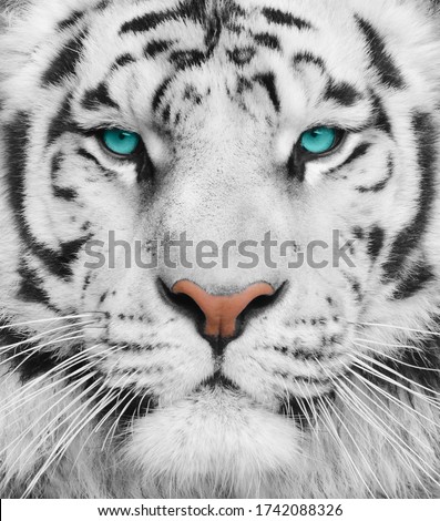Albino tiger with beautiful turquoise eyes. Portrait of a Bengal big tiger