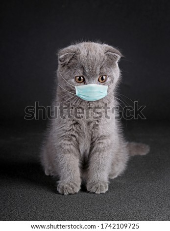 Cat in a medical mask. Protective antiviral mask on the cats face, Protective face mask for animals. COVID-19, Coronovirus, hantavirus concept. Medical mask from coronavirus, hantavirus. sick Royalty-Free Stock Photo #1742109725