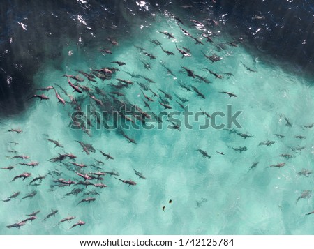 Huge school of sharks (shiver) in a feeding frenzy of baitfish, sharks attacking, aerial photography, Ningaloo Reef, Western Australia