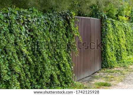 Wall of green ivy. Hedera spiral. Original texture of natural greenery. Decoration of fence with ordinary ivy. Background from elegant leaves. Nature concept for design Royalty-Free Stock Photo #1742125928