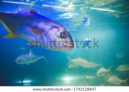 Close up picture of big silver fish in aquarium and blue background as underwater concept of wildlife and nature wallpaper background as memory card from vacation scuba diving activity