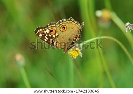 Peacock Pansy - Junonia almana, beautiful orange butterfly from Southeast Asian meadows and woodlands, Malaysia.