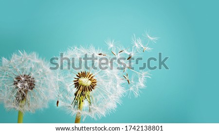 Macro dandelion at blue background. Freedom to Wish. Seed macro closeup. Goodbye Summer. Hope and dreaming concept. Fragility. Springtime. soft focus. Macro nature. Royalty-Free Stock Photo #1742138801
