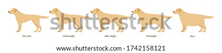 Collection of cartoon cute dog weight stages vector flat illustration. Colorful domestic animal different shapes with inscription isolated on white background. Set of plump scale doggy pet