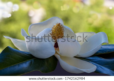 Large flowering magnolia tree / Magnolia grandiflora
