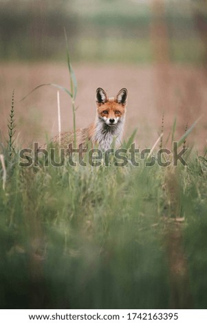 Red fox in the green grass
