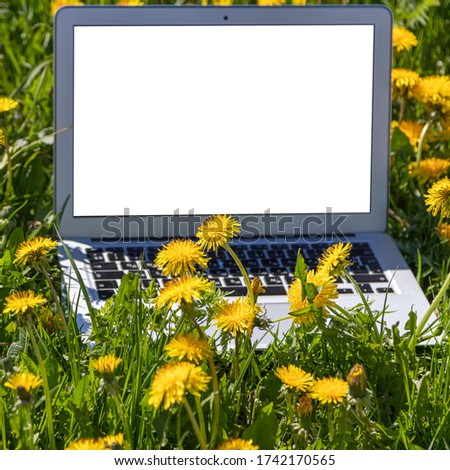 laptop on the field with dandelions
There may be text on the screen of a laptop
Concept: Rest, distant work, self-isolation