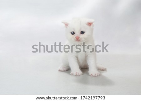 kitten sit on the floor - stock photo