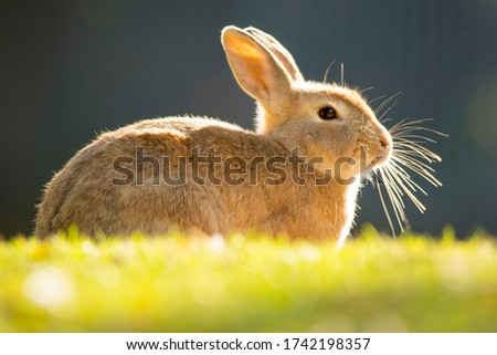 Bunny Rabbit at a park in South Africa