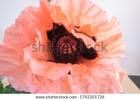 Detailed picture of a large folded pastel colored poppy (Papaver orientalis) flower