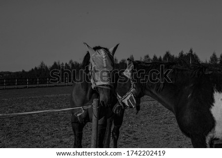 Black and white image of 2no horses with flymasks nuzzling Royalty-Free Stock Photo #1742202419