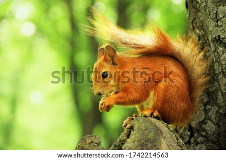Sciurus. Rodent. The squirrel sits on a tree and eats. Beautiful red squirrel in the park.
