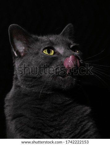 Gray cat with yellow eyes, has his tongue out