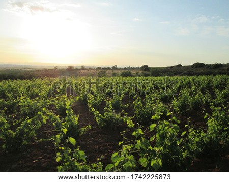 view of a vineyard for red wine at sunset