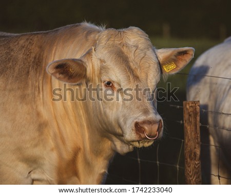 Amazing Breed of bull Charolais showing his muscles on the field at sunset time. 