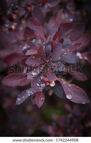 purple background with flowers and leaves with raindrops