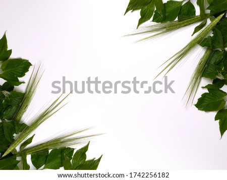 Green leaves and wheat heads on white copy space background.