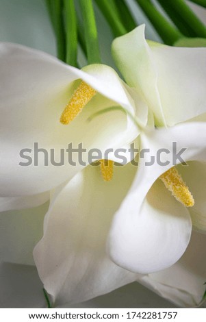white calla  with yellow stamen on the table