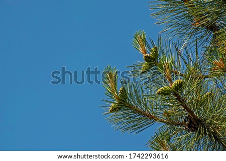 Green young branches of a spruce tree with fresh cones in spring. Blooming spruce against the blue sky background. Free copy space for text