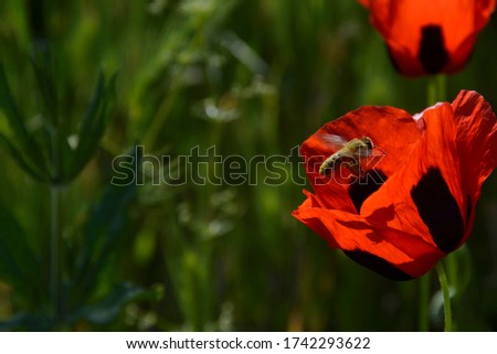 Close-up beautiful red poppy with bee in green grass. Poppies wild flower macro with shadow of bee. Free space for text on blurred background