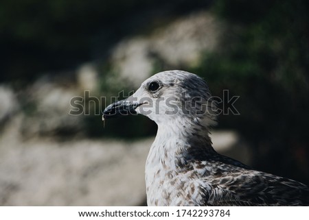 A closeup shot of a grey gull with a blurry background