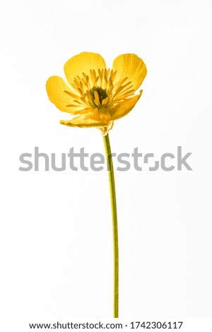 Buttercup flower isolated on white background