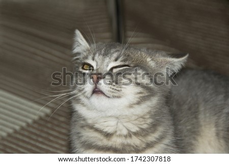 close up funny gray striped kitten looks cool, squinting one eye and pressing one ear against a checkered brown with white rug