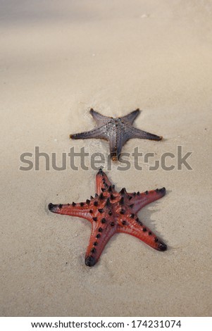 starfish (sea star)