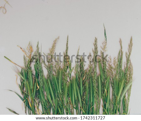 Fresh green grass and wheat spikes on the white background. Flat lay. Copy space. Eco concept.