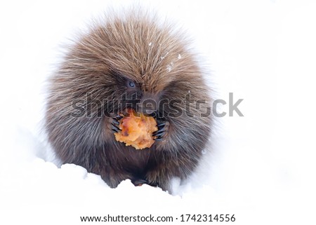 Cute baby Porcupine eating an apple in the winter snow in Ottawa, Canada