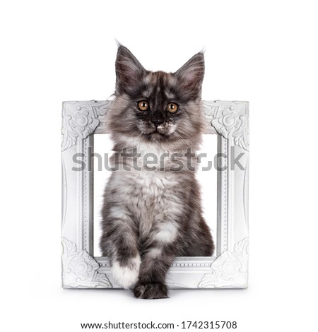 Majestic black smoke Maine Coon cat kitten, sitting through white photo frame. Looking straight at camera with orange brown eyes. Isolated on white background.