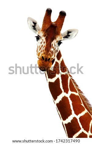 Portrait of a wild African giraffe isolated on white background, healthy animal with a long neck, wild nature theme, African safari