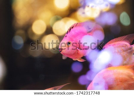 Colorful pink tropical fish swimming in an aquarium at night indoors with a bokeh of sparkling lights behind