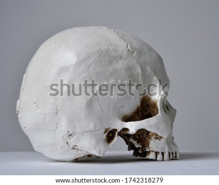 close up portrait of a model porcelain human skull on a light grey background.