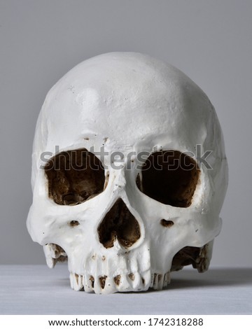 close up portrait of a model porcelain human skull on a light grey background.