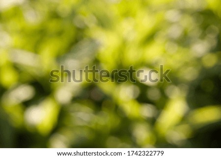 Festive abstract background, green colorful bokeh and circles blurred