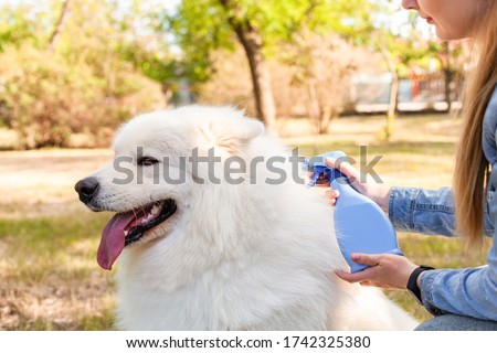 A girl treats a dog against ticks and fleas. Spray from parasites for animals. White Samoyed in the park. Caring for pets, love, protecting a dog from fleas. Royalty-Free Stock Photo #1742325380