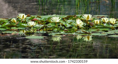 Landscape with white and yellow water lilies on the lake on a sunny day. Ukraine, Kiev.