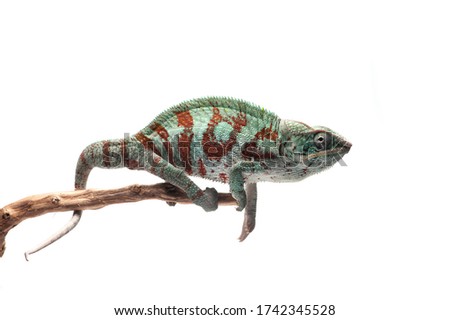 Blue lizard Panther chameleon isolated on white background