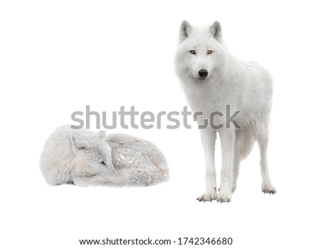 two polar wolf lies in snowy weather on a white background