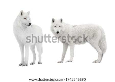 two polar wolf isolated on a white background.