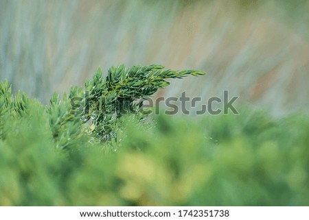 The fresh juniper branch with spiderweb and dew drops in the blurred multicolored background. Blurred foreground