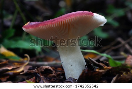 Close-up picture of mushroom, Around 750 worldwide species of mycorrhizal mushrooms compose the genus Russula. They are typically common
