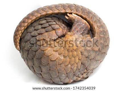 Pangolin (Manis javanica) isolated on white background Royalty-Free Stock Photo #1742354039
